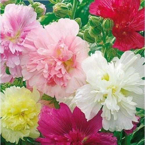 Hollyhock majorette mixed - hollyhock,