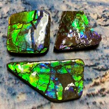 Authentic Canadian Ammolite