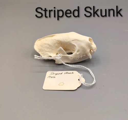 Striped skunk skull bones - skull,,