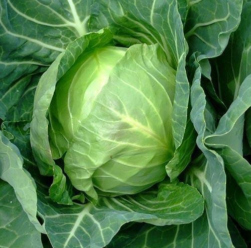 Cabbage copenhagen market - 'copenhagen, market'