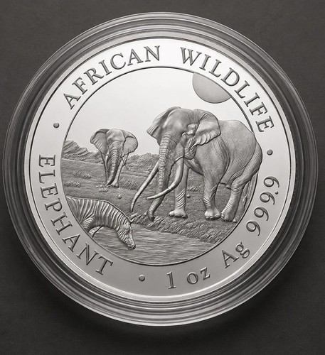 2026 somalia elephant - somalia,