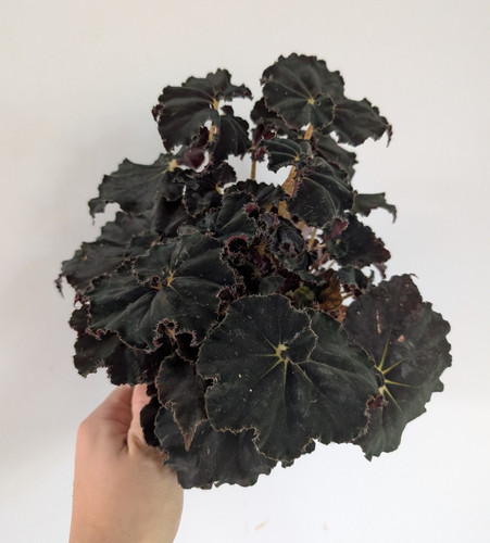 Begonia dark mambo live potted - mambo,