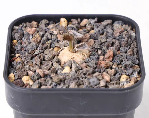 Pot 8cm rare dorstenia - pot,