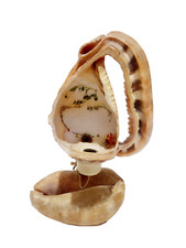 Italian Naples Conch Antique