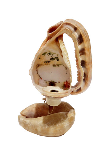 Italian naples conch - naples, antique