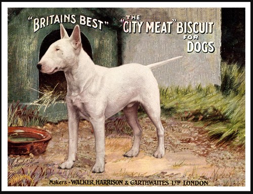 Bull terrier dog - food, advert