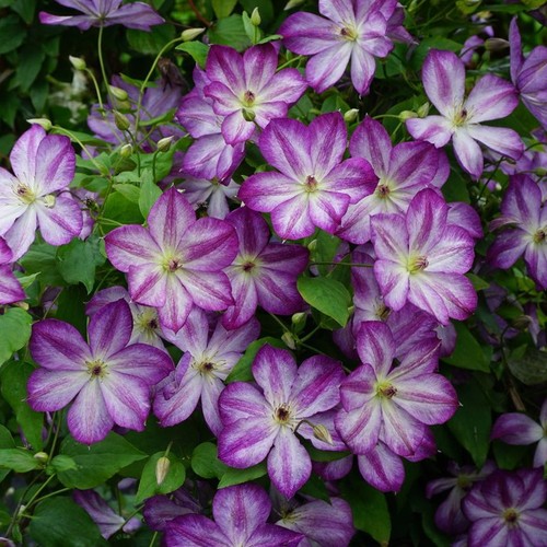 Clematis pernille hardy - pernille, |