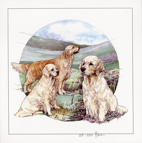 Golden retriever gundog gun - golden,