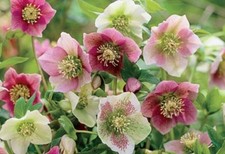 3 X Hellebore 'Mixed' Hardy