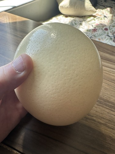 Ostrich egg blown out - egg,