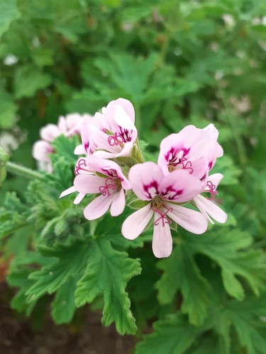 Graveolens scented - graveolens,