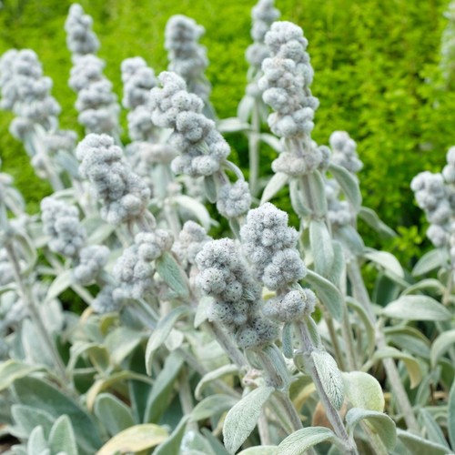 Stachys pure cotton real - stachys,
