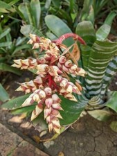 Panaman Bromeliad - Aechmea