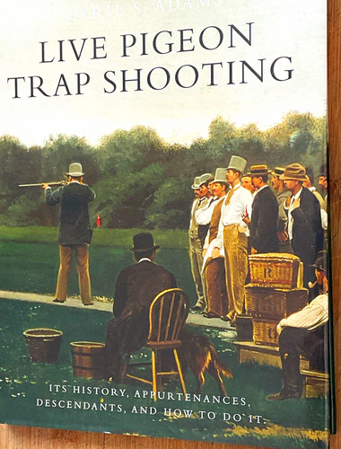 Live pigeon trap shooting - pigeon,