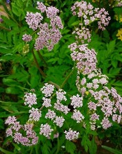 2 × Chaerophyllum Hirsutum