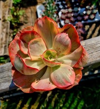 Echeveria Flamingo | beautiful