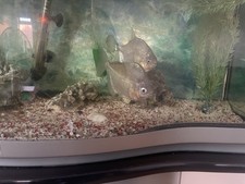 Fish Tank With Fish