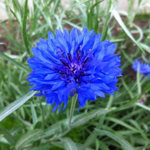 Cornflower centaurea cyanus - 6x,