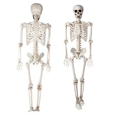 165cm tall human skeleton - 165cm,