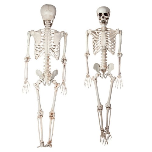 165cm tall human skeleton - tall,