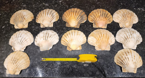 Extra large curved - curved, scallop