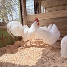 6+ Bantam White Leghorn