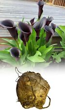 1-10 ZANTEDESCHIA BLACK STAR CALLA (ARUM) LILY BULBS SIZE 16/18 SUMMER PERENNIAL