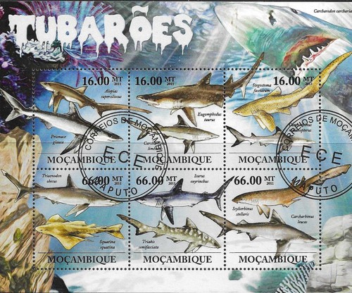 Thematic sharks f u - thematic, f/u