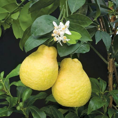 Citrus ujukitsu sweet lemon - sweet,