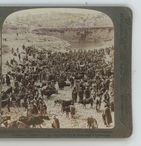 Cattle market day lower - cattle,
