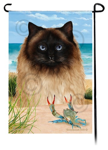 Himalayan cat summer - cat,
