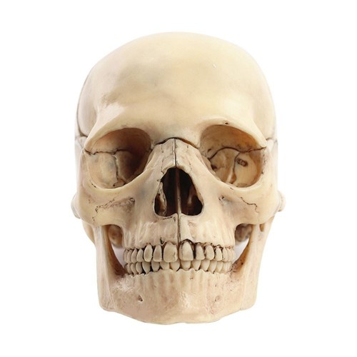 Medicalskull human body model - human,