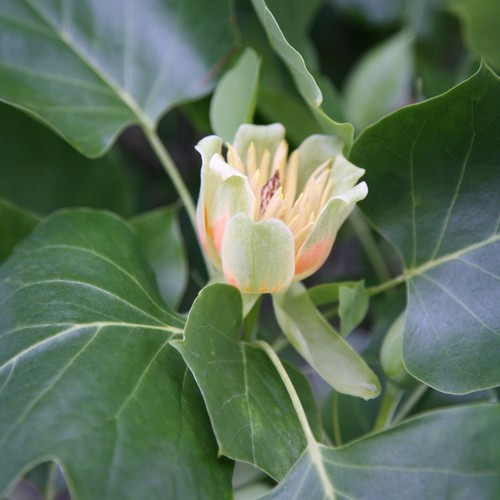 Fastigiatum tulip tree - fastigiatum,