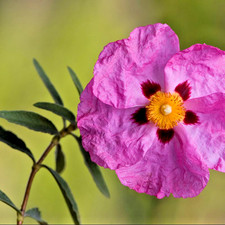 Cistus x Purpureus Rock Rose