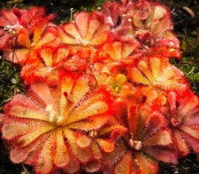 Drosera Aliciae Sundew Live