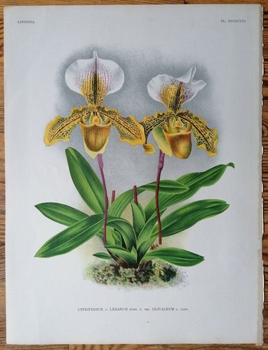 Linden lindenia original print - original,