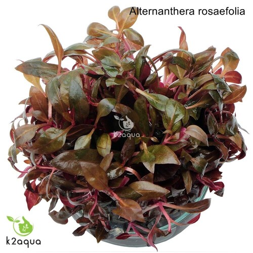 Live aquarium plants - live,
