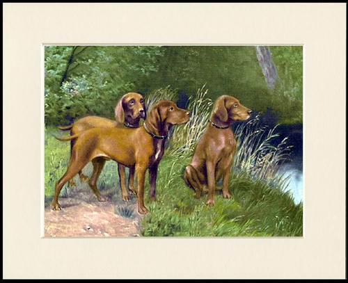Hungarian vizsla dog art - vizsla, print