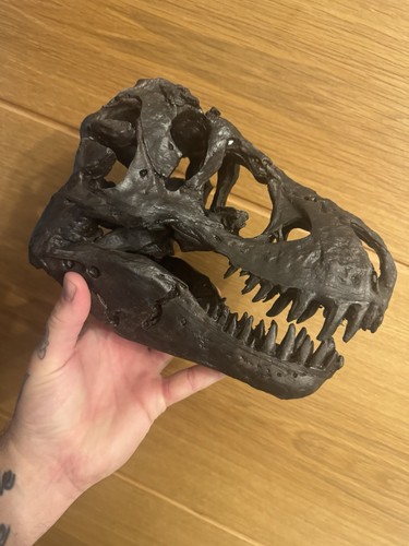 Big dinosaur rex resin skull - big,