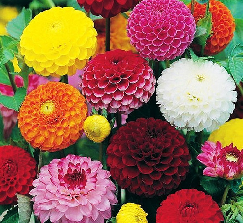 Dahlia pompone double - ‘pompone,