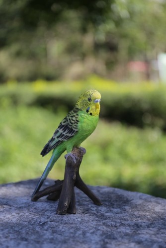 Small budgie branch - small,