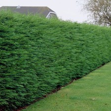 Green Leylandii Hedging Plants
