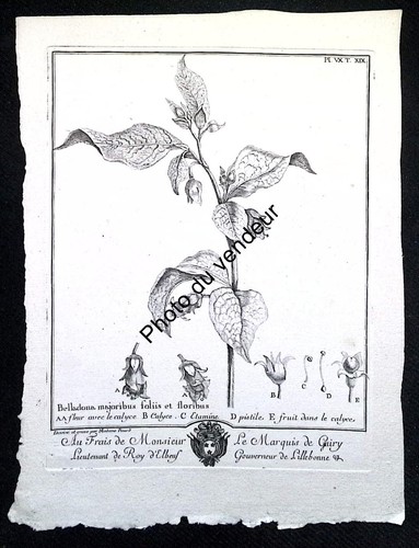 Belladona 18th century botany