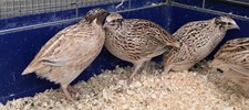 12 Jumbo Fresh Eating Quail