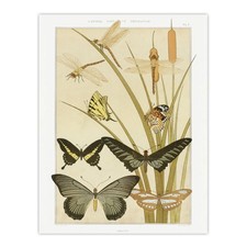 Butterflies and Dragonflies