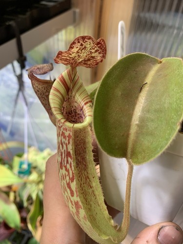Nepenthes x - nepenthes,