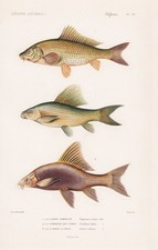Cyprinus carpio carp carp Labeo fish fish engraving steel engraving Cuvier 1849