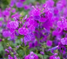Salvia Greggii Salvito Violet