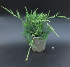 Juniperus virginiana grey owl