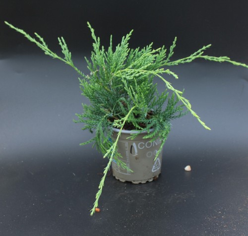 Juniperus virginiana grey - , owl